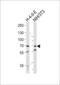 Heat Shock Protein Family A (Hsp70) Member 8 antibody, MBS9208423, MyBioSource, Western Blot image 