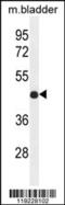 Interferon Regulatory Factor 2 antibody, 55-717, ProSci, Western Blot image 