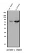 Protein Arginine Methyltransferase 8 antibody, A07980-1, Boster Biological Technology, Western Blot image 