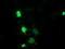 Myocyte Enhancer Factor 2C antibody, LS-C785705, Lifespan Biosciences, Immunofluorescence image 