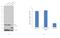 Ribosomal Protein L8 antibody, PA5-41713, Invitrogen Antibodies, Western Blot image 