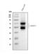IKAROS Family Zinc Finger 1 antibody, PB9643, Boster Biological Technology, Western Blot image 
