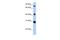 Fibrinogen C Domain Containing 1 antibody, PA5-43502, Invitrogen Antibodies, Western Blot image 
