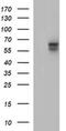 Interleukin 10 Receptor Subunit Alpha antibody, MA5-26291, Invitrogen Antibodies, Western Blot image 