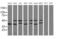 Mitogen-Activated Protein Kinase Kinase 3 antibody, LS-C174449, Lifespan Biosciences, Western Blot image 
