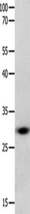 Gap Junction Protein Beta 3 antibody, CSB-PA943355, Cusabio, Western Blot image 