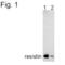 Resistin antibody, PA1-1049, Invitrogen Antibodies, Western Blot image 