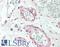 Calcitonin Receptor antibody, LS-B10036, Lifespan Biosciences, Immunohistochemistry frozen image 