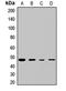 Eukaryotic Translation Initiation Factor 4A2 antibody, orb412214, Biorbyt, Western Blot image 