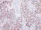 LIM Homeobox 4 antibody, GTX118105, GeneTex, Immunohistochemistry paraffin image 