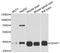 Ganglioside Induced Differentiation Associated Protein 1 antibody, PA5-76958, Invitrogen Antibodies, Western Blot image 