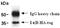 HA tag antibody, ADI-MSA-106-E, Enzo Life Sciences, Immunoprecipitation image 