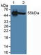 Interleukin 6 Receptor antibody, LS-C300848, Lifespan Biosciences, Western Blot image 