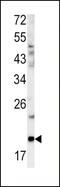 Glucagon antibody, MBS9201502, MyBioSource, Western Blot image 