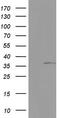 Kynureninase antibody, TA804120S, Origene, Western Blot image 