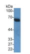 Snurportin-1 antibody, LS-C374689, Lifespan Biosciences, Western Blot image 