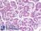 Ceramide kinase antibody, LS-B9627, Lifespan Biosciences, Immunohistochemistry paraffin image 