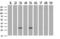 Adiponectin, C1Q And Collagen Domain Containing antibody, LS-C786598, Lifespan Biosciences, Western Blot image 