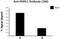 Nuclear Factor Of Activated T Cells 1 antibody, 649607, BioLegend, Chromatin Immunoprecipitation image 