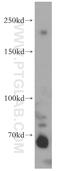 Terminal Uridylyl Transferase 4 antibody, 20119-1-AP, Proteintech Group, Western Blot image 