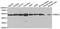 26S protease regulatory subunit 7 antibody, abx001617, Abbexa, Western Blot image 