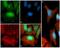 Ribosomal Protein S6 Kinase B1 antibody, 701064, Invitrogen Antibodies, Immunofluorescence image 