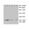 Glutaredoxin 2 antibody, orb97012, Biorbyt, Western Blot image 