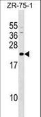 GrpE Like 1, Mitochondrial antibody, LS-C159787, Lifespan Biosciences, Western Blot image 