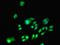 DNA Methyltransferase 3 Alpha antibody, LS-C285490, Lifespan Biosciences, Immunofluorescence image 