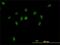 Chromosome Segregation 1 Like antibody, H00001434-M03, Novus Biologicals, Immunocytochemistry image 