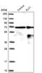 ALX Homeobox 1 antibody, PA5-51608, Invitrogen Antibodies, Western Blot image 