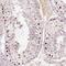 Developmental Pluripotency Associated 4 antibody, NBP2-48633, Novus Biologicals, Immunohistochemistry paraffin image 