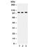 Itchy E3 Ubiquitin Protein Ligase antibody, R32307, NSJ Bioreagents, Western Blot image 