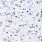 ADP Ribosylation Factor Like GTPase 6 Interacting Protein 4 antibody, 16-875, ProSci, Immunohistochemistry paraffin image 