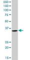 Parvin Gamma antibody, H00064098-D01P, Novus Biologicals, Western Blot image 