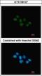 Nuclear Receptor Subfamily 1 Group D Member 1 antibody, GTX108127, GeneTex, Immunofluorescence image 