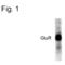 Glutamate Ionotropic Receptor AMPA Type Subunit 1 antibody, 36-8200, Invitrogen Antibodies, Western Blot image 