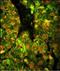 CD38 Molecule antibody, PA5-12509, Invitrogen Antibodies, Immunofluorescence image 