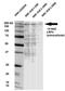 LDL Receptor Related Protein 4 antibody, LS-C228792, Lifespan Biosciences, Western Blot image 