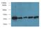 Tubulin Folding Cofactor B antibody, LS-C377134, Lifespan Biosciences, Western Blot image 