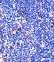 Tafazzin antibody, orb331226, Biorbyt, Immunohistochemistry paraffin image 