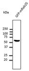 RAB25, Member RAS Oncogene Family antibody, LS-C204242, Lifespan Biosciences, Western Blot image 