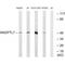 Angiopoietin-related protein 7 antibody, A11067, Boster Biological Technology, Western Blot image 