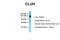 Clustered Mitochondria Homolog antibody, ARP70642_P050, Aviva Systems Biology, Western Blot image 