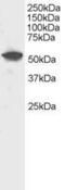 Dual Specificity Phosphatase 10 antibody, GTX22272, GeneTex, Western Blot image 