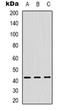 Zinc Finger Protein 24 antibody, orb318930, Biorbyt, Western Blot image 