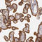 Cyclin Dependent Kinase 16 antibody, HPA001366, Atlas Antibodies, Immunohistochemistry frozen image 