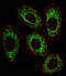 SRC Proto-Oncogene, Non-Receptor Tyrosine Kinase antibody, abx025552, Abbexa, Immunofluorescence image 