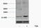 Histone H3 antibody, STJ97147, St John