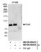 DNA Polymerase Eta antibody, NB100-60423, Novus Biologicals, Immunoprecipitation image 